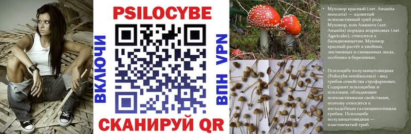 закладка  Ачхой-Мартан  Псилоцибиновые грибы Psilocybe 